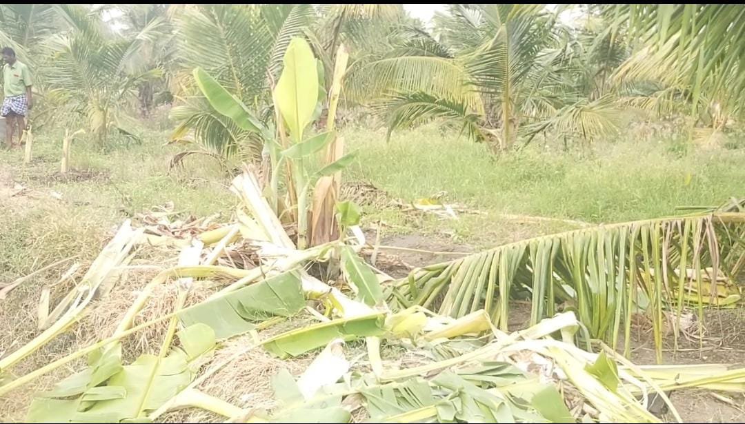 பழனி அருகே காட்டு யானைகளால் விவசாய பயிர்கள் சேதம் விவசாயிகளுக்கு இழப்பீடு வழங்க வேண்டும் என வலியுறுத்தல்…