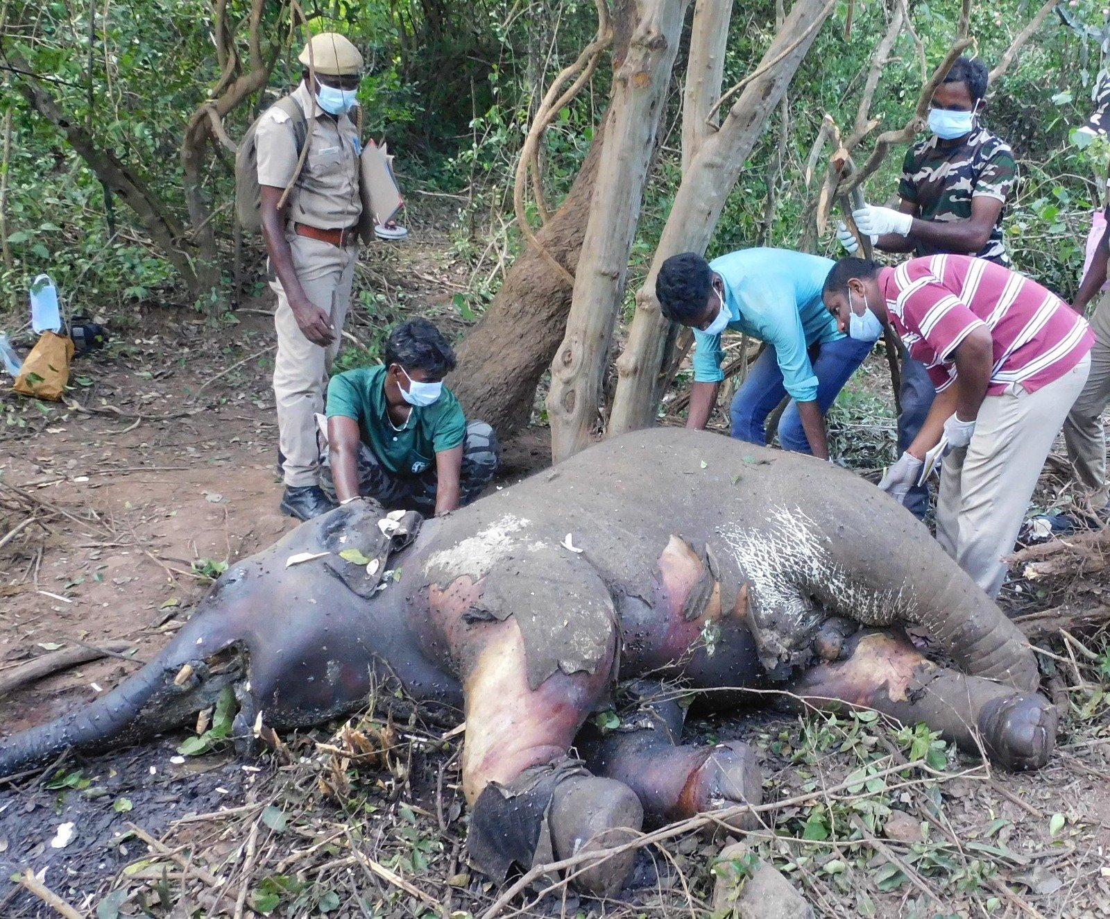 காயங்களுடன் இறந்து கிடந்த யானை:வனத்துறை விசாரணை!