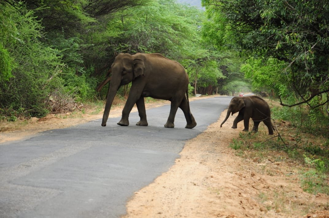 உடுமலை மூணாறு சாலையில்உலா வரும் காட்டு யானைகள்வாகன ஓட்டிகள் கவனமாக செல்ல வனத்துறையினர் எச்சரிக்கை.!