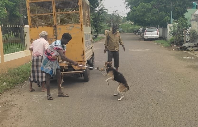 உடுமலை நகராட்சியில் தெரு நாய்களுக்கு கருத்தடை ஆபரேஷன் பணி துவக்கம்