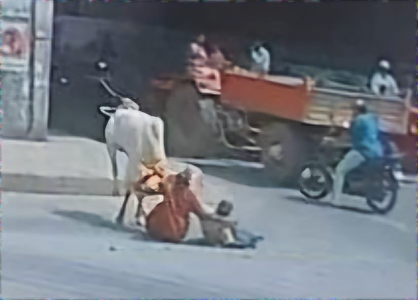 பார்வையற்ற தம்பதியினர் மீது மோதிய காளை!