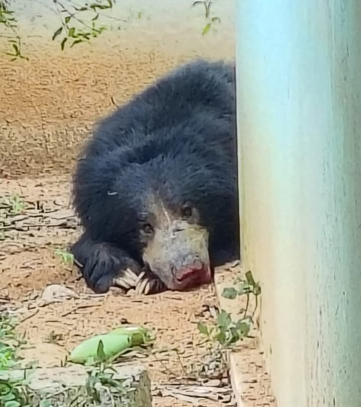 நாட்றம்பள்ளி அருகே ஊருக்குள் புகுந்த கரடியை நீண்ட நேரம் போராட்டத்திற்கு பின்னர் வனத்துறையினர் கரடியை கூண்டு வைத்து பிடித்து வனப்பகுதியில் பத்திரமாக விட்டனர்.