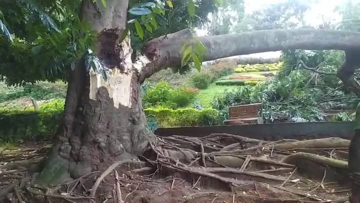 சிம்ஸ் பூங்காவில் பூங்காவில் 131 ஆண்டு பழமை வாய்ந்த மரம் அதிக காற்று வீசியதின் காரணமாக நடைபாதையில் முறிந்து விழுந்தால் பரபரப்பு