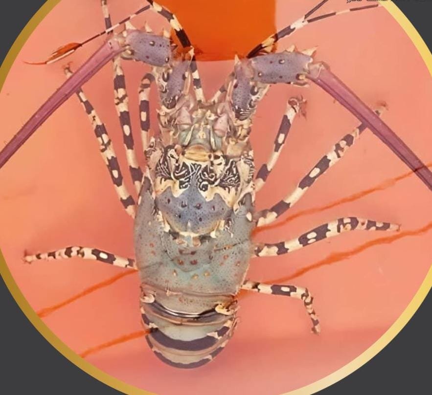 குளச்சல் விசைப்படகில் சிக்கிய புலி இறால் ரூ.8000க்கு ஏலம்