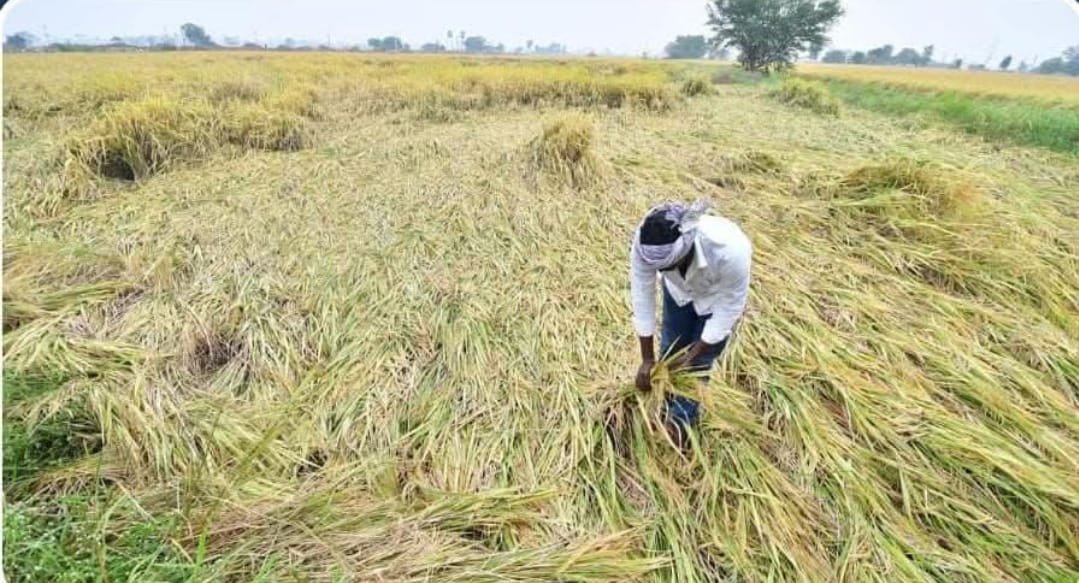 கன்னியாகுமரி மாவட்டத்தில் நெல் சாகுபடி குறைவு – விவசாயிகள் வேதனை