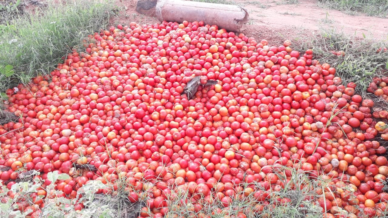 தக்காளி விலை கடும் சரிவு பறிக்க ஆள் இல்லாமல் வயல்களில் வீணாகும் அவலம்
