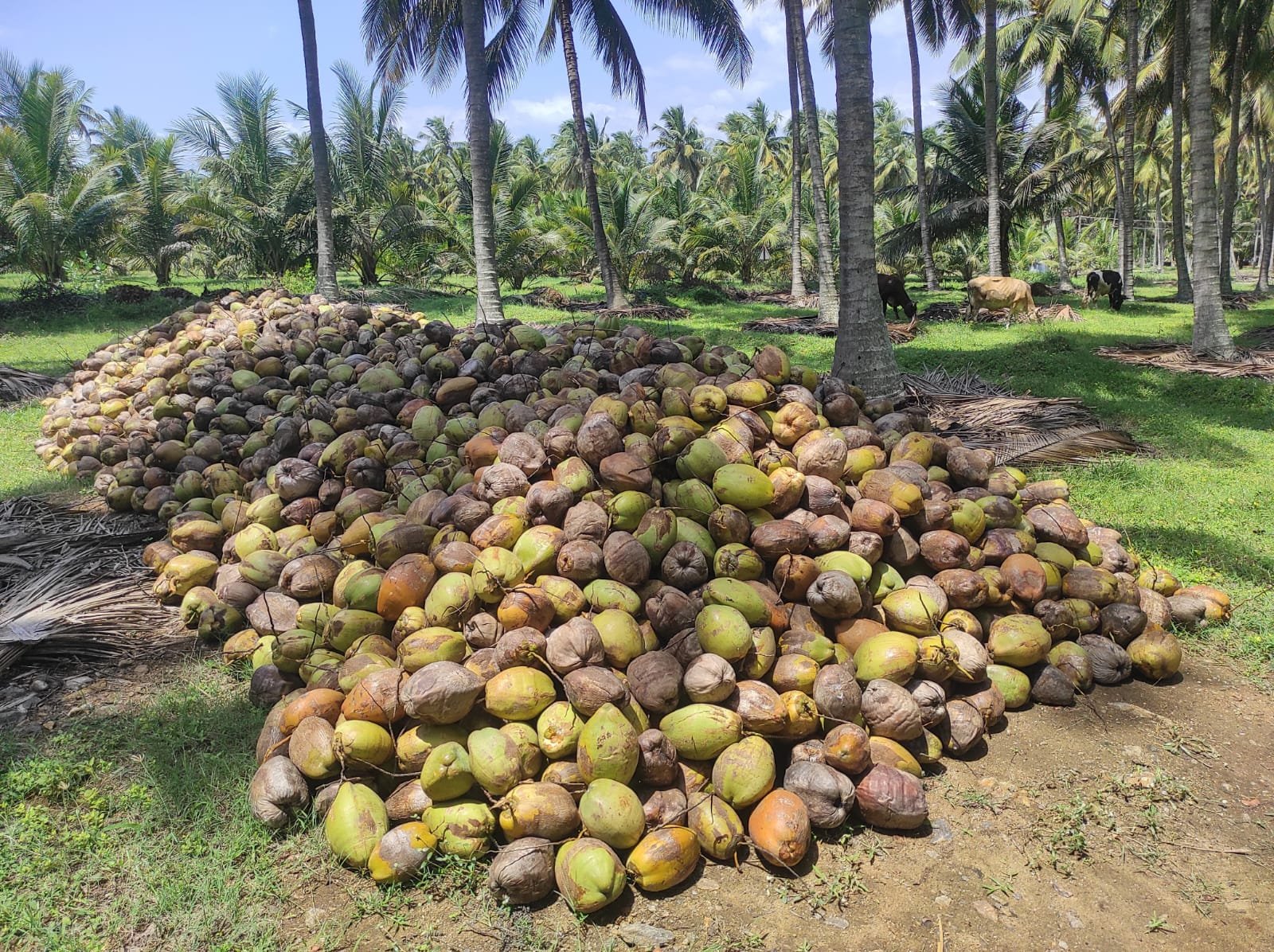 உடுமலை சுற்றுவட்டாரப் பகுதிகளில் ஆயுதபூஜை முன்னிட்டு தேங்காய் விலை உயர்வு விவசாயிகள் மகிழ்ச்சி.