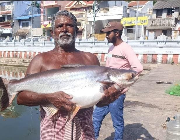 கன்னியாகுமரி மாவட்டம் சுசீந்திரம் கோயில் குளம் சுத்திகரிப்பு பணிகள் தொடக்கம் :