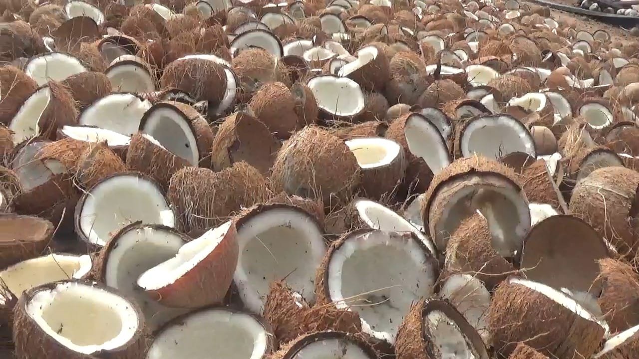 உடுமலை அருகே உள்ள மடத்துக்குளம் விற்பனை கூடத்தில் தேங்காய் ஏலம் கிலோ ரூ 67 .50 க்கு விற்பனை