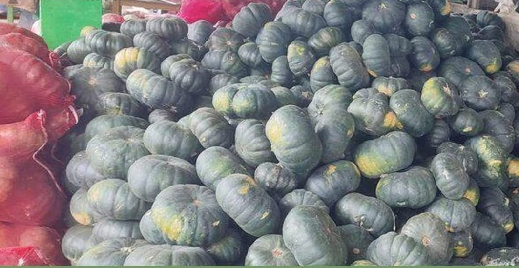 உடுமலைப் பகுதிகளில் அரசாணிக்காய் அறுவடை