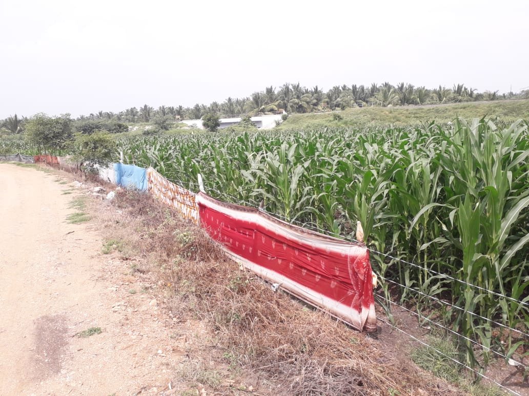 சேலைகள் கட்டி வரப்புகளில் பாதுகாப்பு: காட்டுப்பன்றிகள் ஊடுருவலால் அலறல்