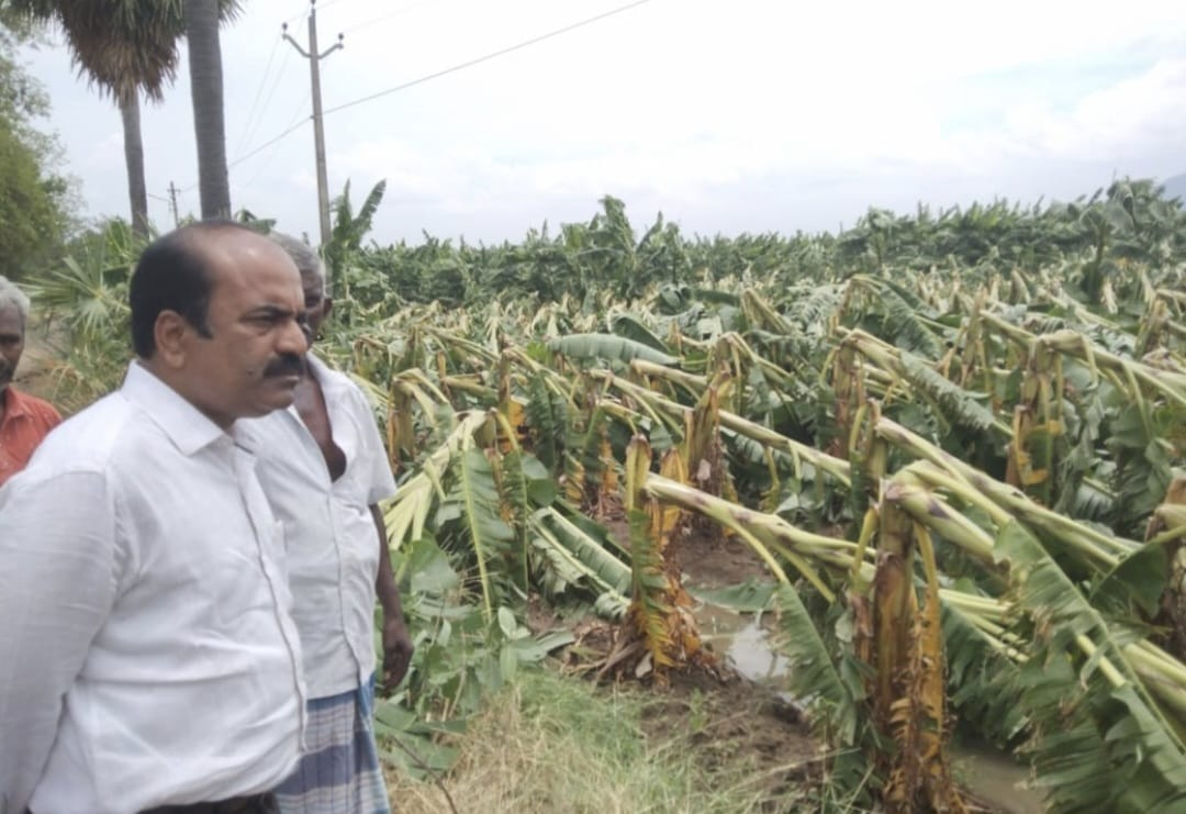 திருநெல்வேலி மாவட்டம், சேரன்மகாதேவி வட்டத்தில், கனமழை மற்றும் பெருங்காற்றால் சாய்ந்த வாழைப்பயிர்களை, நேரில் பார்வையிட்ட மாவட்ட ஆட்சித்தலைவர் சுகுமார்!