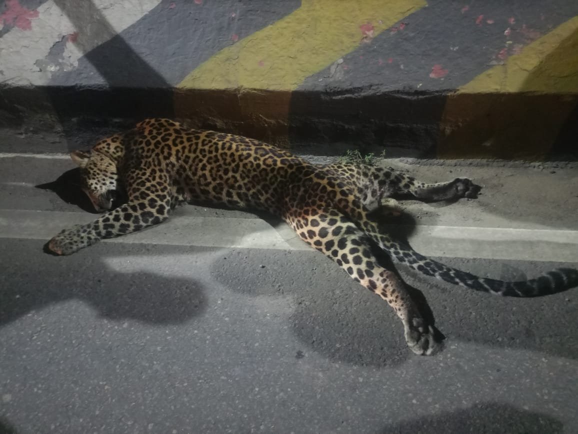 விழுப்புரம் மாவட்டம் விக்கிரவாண்டி அருகே தேசிய நெடுஞ்சாலையை கடக்க முயன்ற சிறுத்தை வாகனம் மோதி உயிரிழந்த சம்பவம் பரபரப்பை ஏற்படுத்தியுள்ளது.