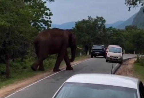 உடுமலை மூணாறு சாலையில் கம்பீரமாக நடந்து வந்த ஒற்றை காட்டு யானையின் வீடியோ வைரல் - சுற்றுலா பயணிகள் பாதுகாப்பாக செல்ல வேண்டுமென வனத்துறையினர் எச்சரிக்கை...!