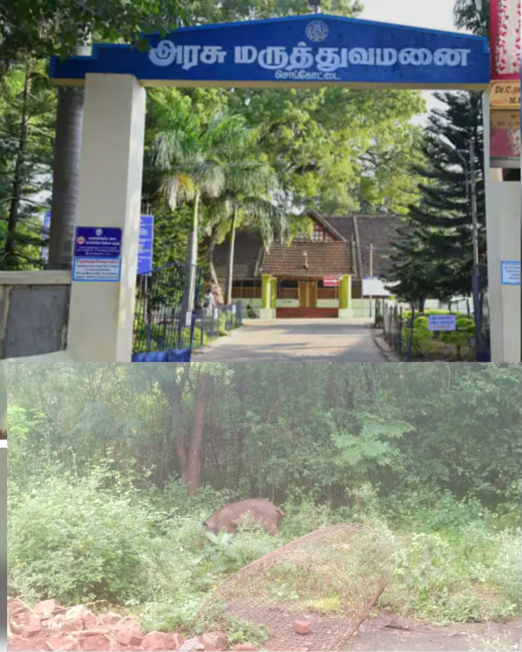 காயகல்ப மத்திய அரசு விருது பெற்ற செங்கோட்டை அரசு மருத்துவமனை வளாகத்தில் பன்றிகளின் நடமாட்டம் : சுகாதார சீர்கேடு ஏற்படும் முன் நடவடிக்கை எடுக்கப்படுமா? சமூக ஆர்வலர்கள் எதிர்பார்ப்பு..