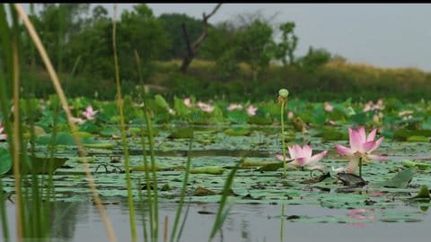 குமரி குளங்களில் ரவுடிகள் ராஜ்ஜியம்: தாமரைப் பூ பறிக்க ரூ.5 லட்சம் மாமூல் கேட்டு கொலை மிரட்டல் — அதிகாரிகள் மெத்தனப்போக்கா?