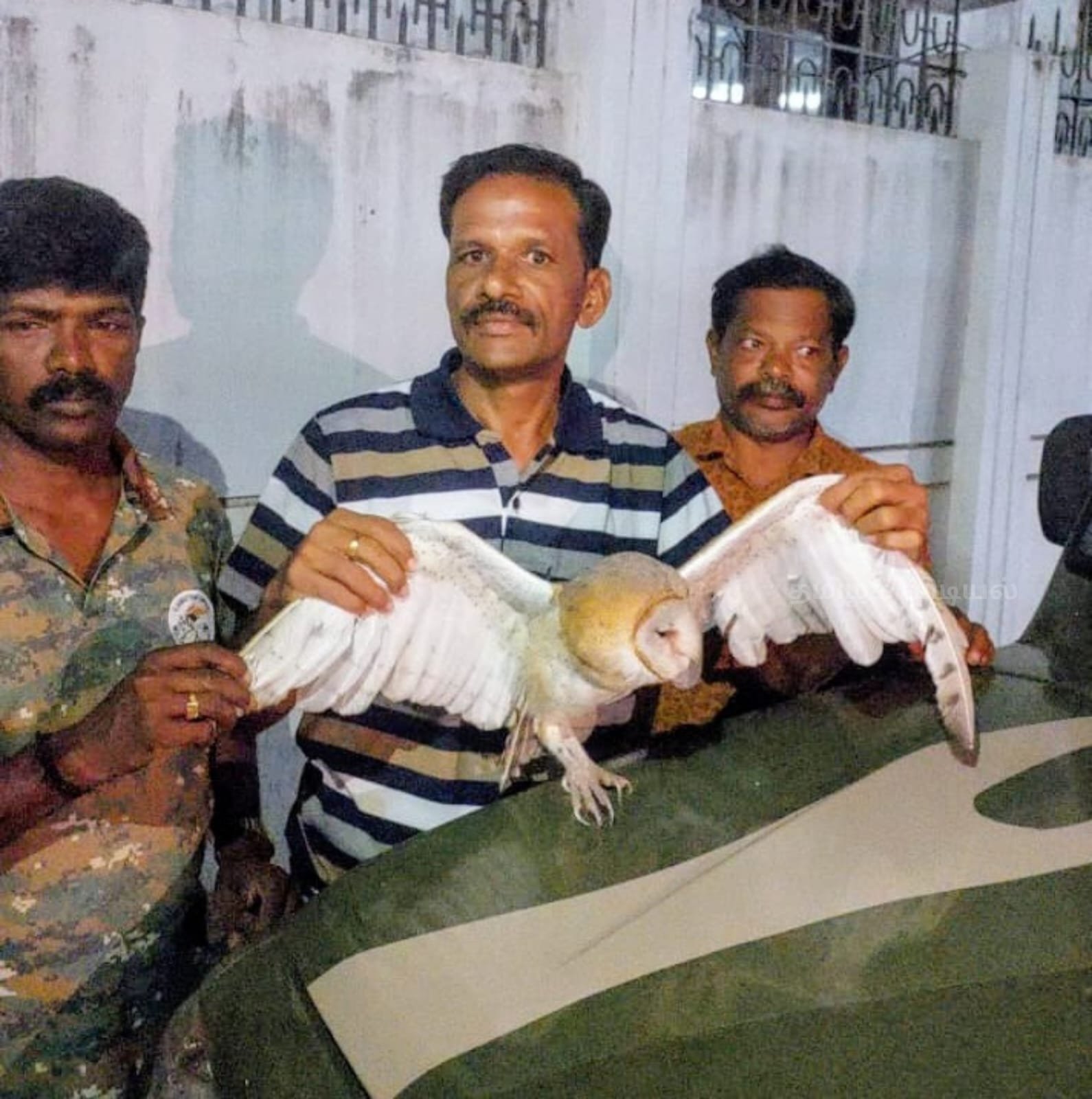 நாகர்கோவில் : காயமடைந்த அரிய வகை 'கூகை' ஆந்தை மீட்பு, இரவிலும் விரைந்தோடிய வனத்துறையினர்!