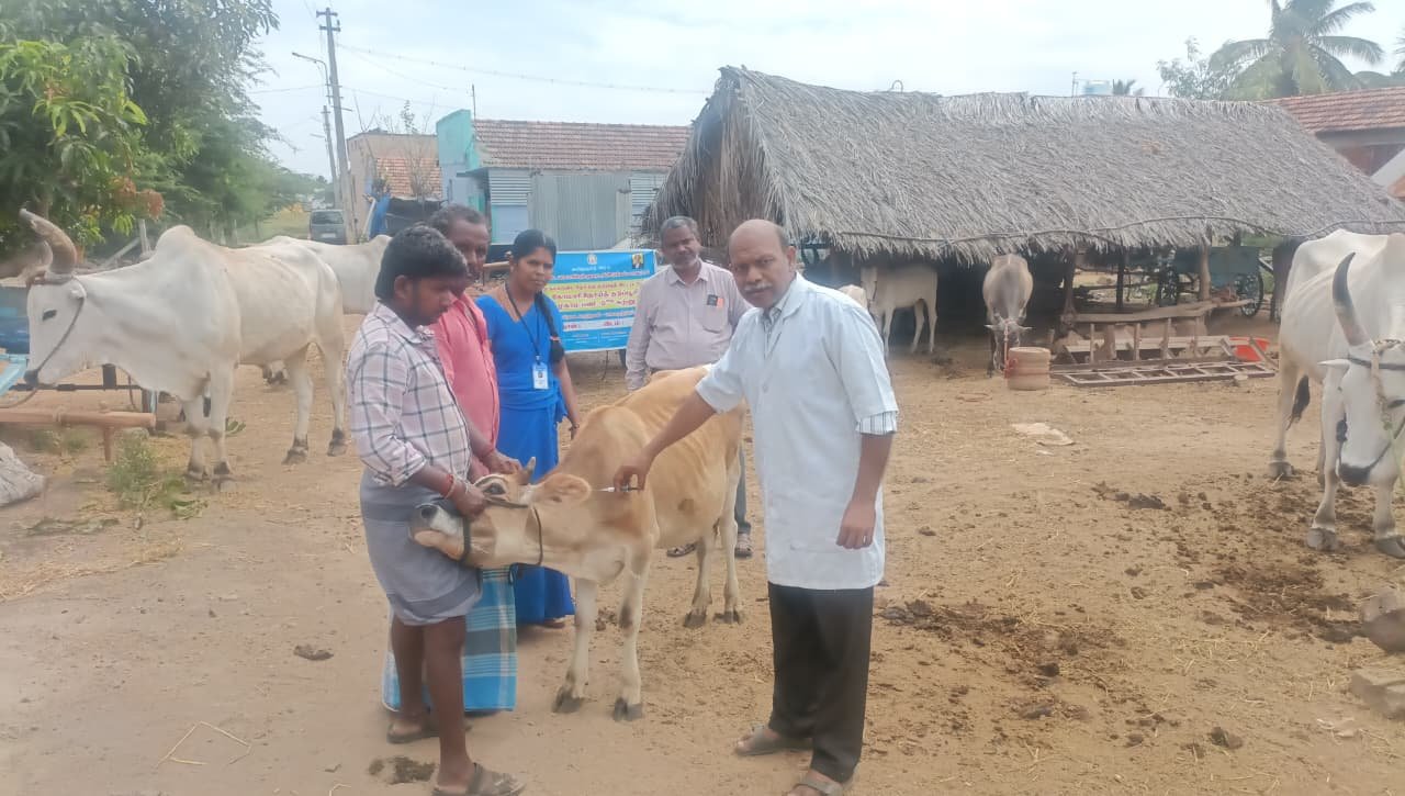 பழனி கோட்டத்தில் 89,100 கால்நடைகளுக்கு கோமாரி நோய் தடுப்பூசி முகாம் தொடக்கம்!